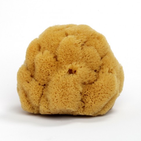 Eponge naturelle de mer 12cm